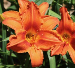 A New Bloom Every Day - Daylilies