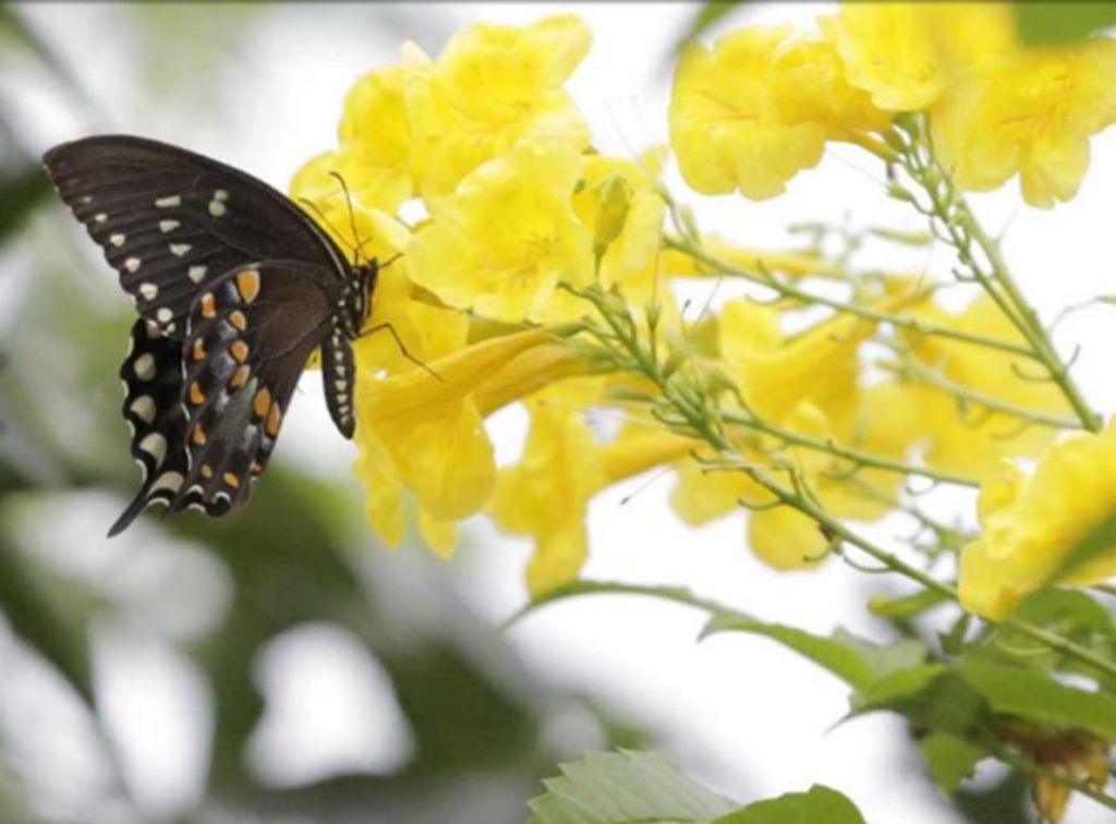 Esperanza with black swallowtail butterfly