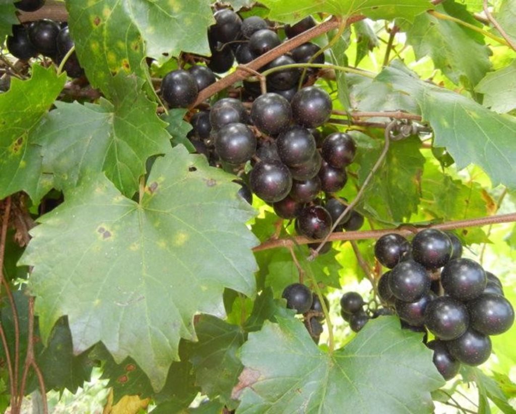 Grapes Muscadine Southland