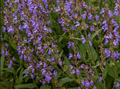 Sage Common plant in bloom