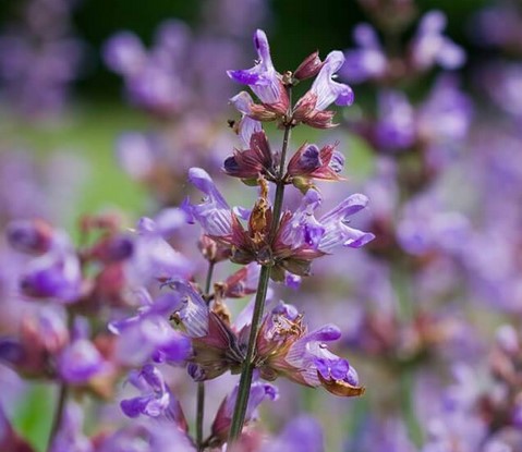 Sage Common Flowers