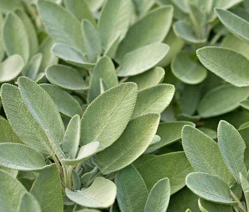 Sage Common Leaves