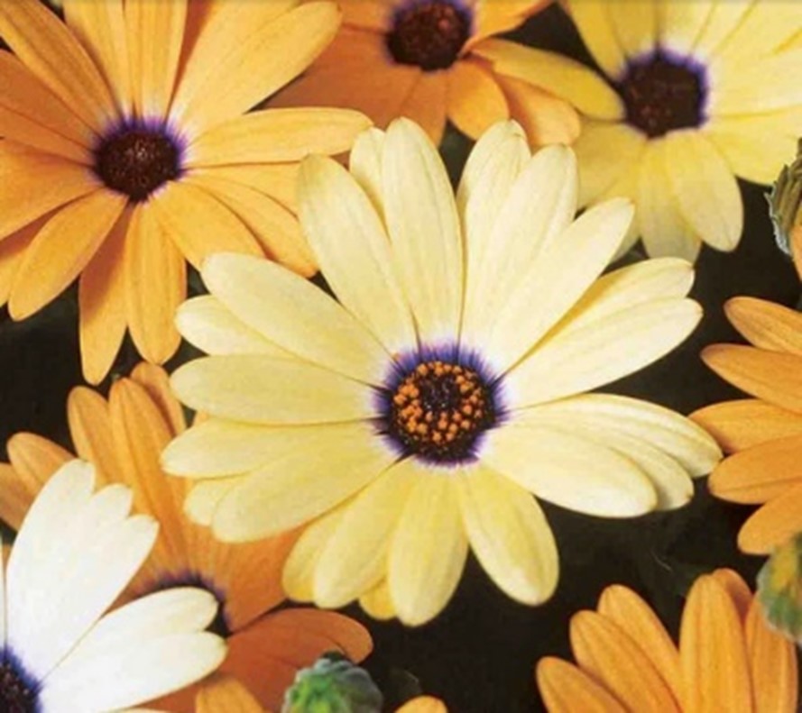 ‘Mixed Colors’ African Daisy