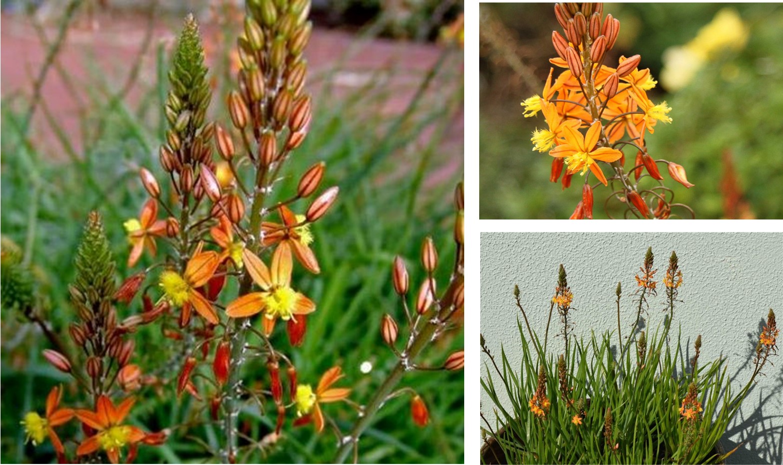 Bulbine ‘Avera Sunrise Orange’
