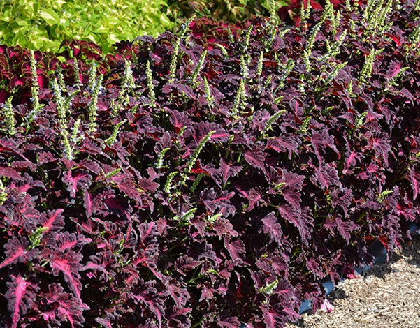 Coleus Black Dragon   Coleus ‘Black Dragon 1 