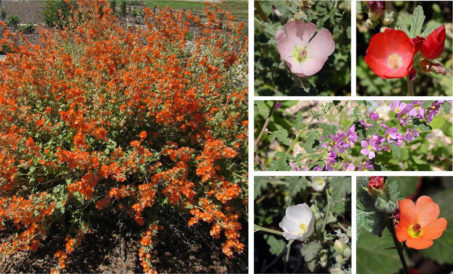 Desert Mallow Mix 7484