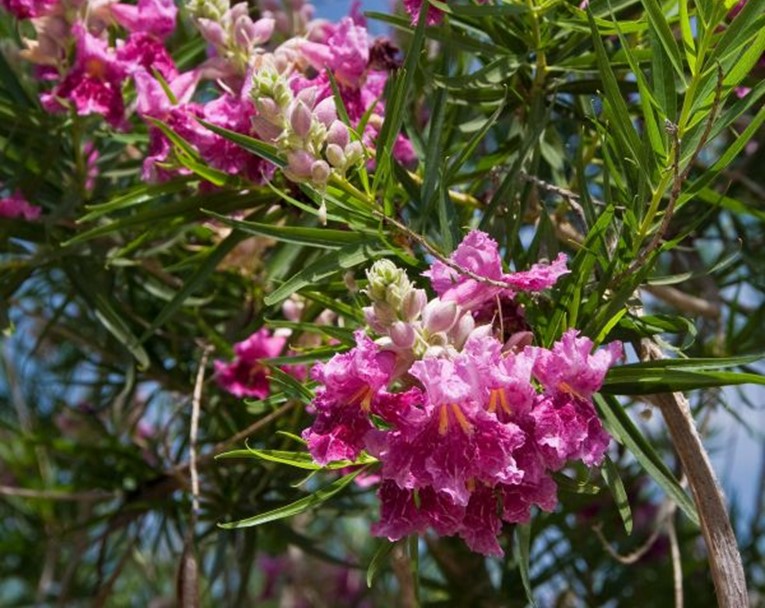 Desert Willow ‘Bubba’