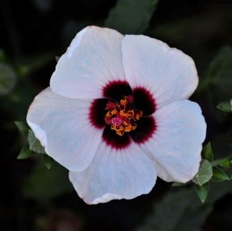 Rock Rose Brazilian