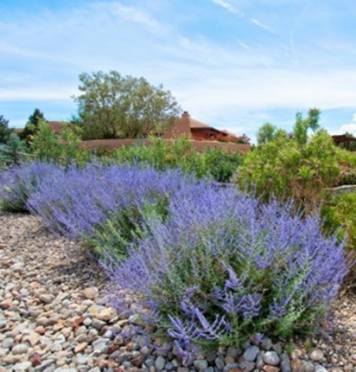 Sage Russian ‘Blue Jean Baby’