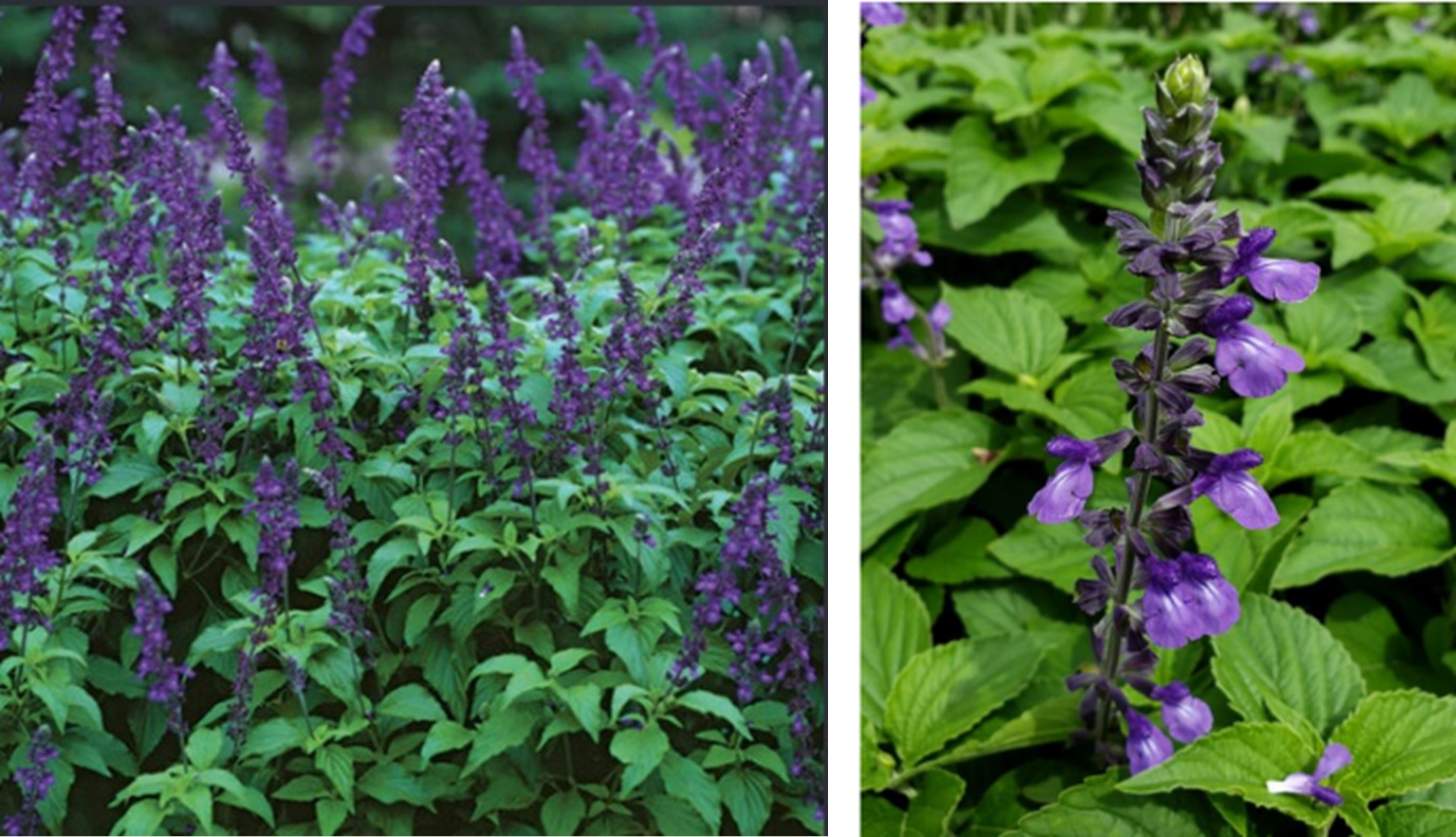 Mystic Spires Blue is a hot perennial salvia  Mississippi State University  Extension Service