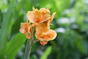 Carefree Cannas