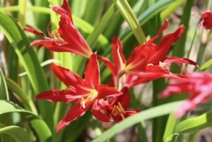 Oxblood lilies can be divided after blooming - Garden Chores for October