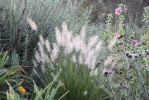 Blooms are Back: tall ornamental grasses and flowering plants 