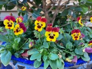 Johnny Jump Up: A Little Bloom with a Big Impact
