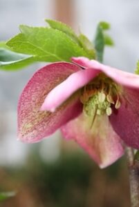Hellebore bloom: Finding Inspiration for Your Garden
