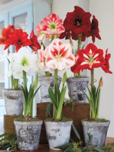 Amaryllis potted plants in flower