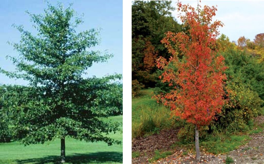 Black Gum Tree in Summer and in Fall