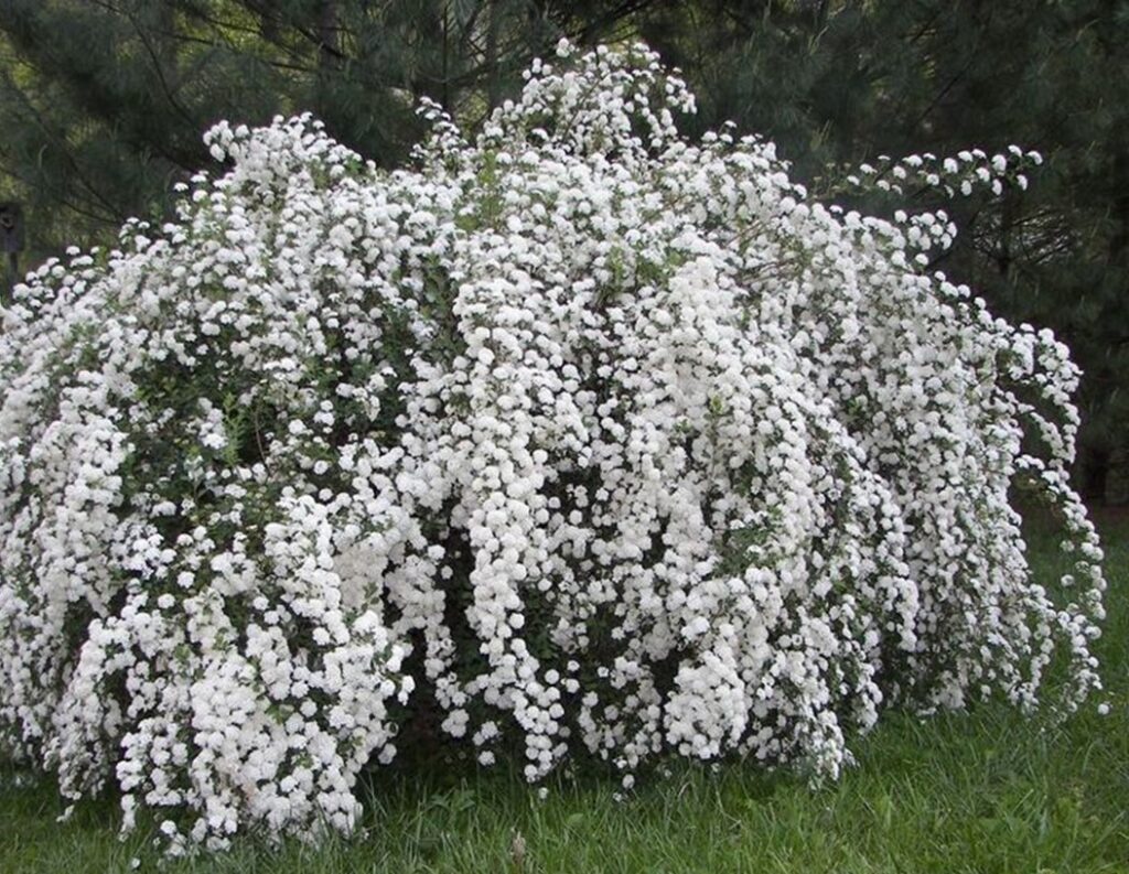 Spirea ‘Bridal Wreath’ shrub