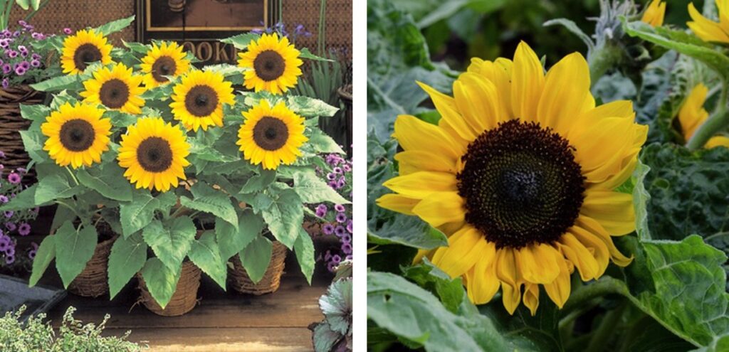 Sunflower 'Sunny Smile'