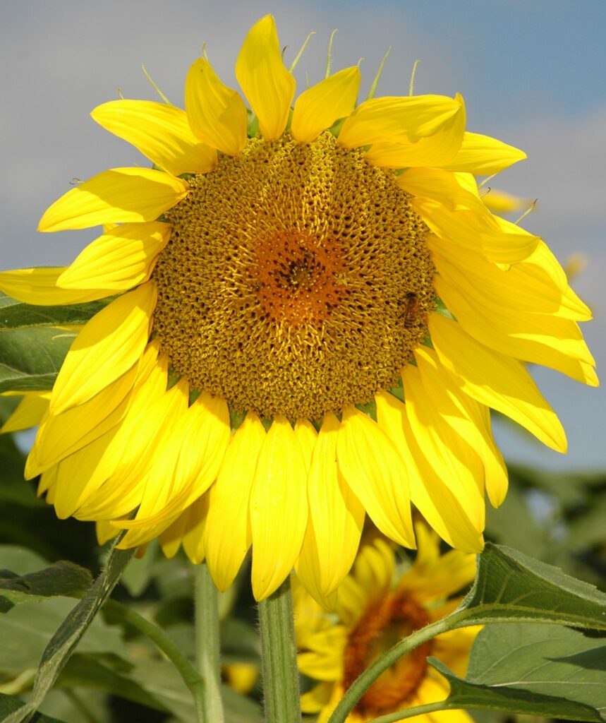 Sunflower ‘Mammoth’ giant bloom