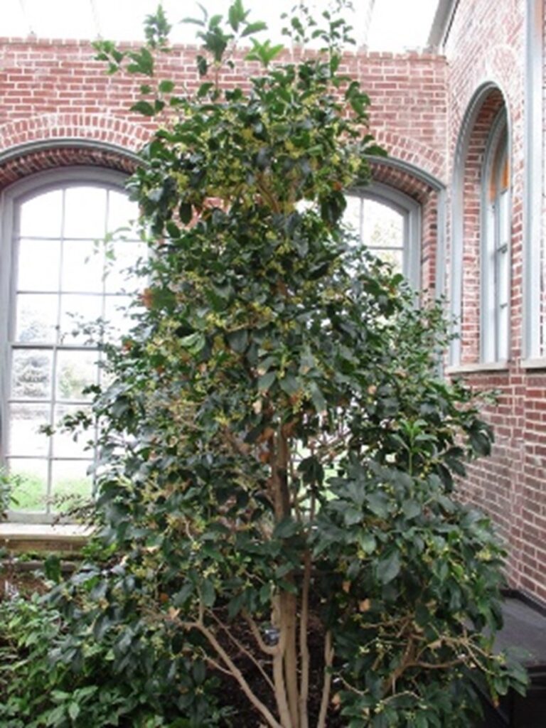 Sweet Olive tree