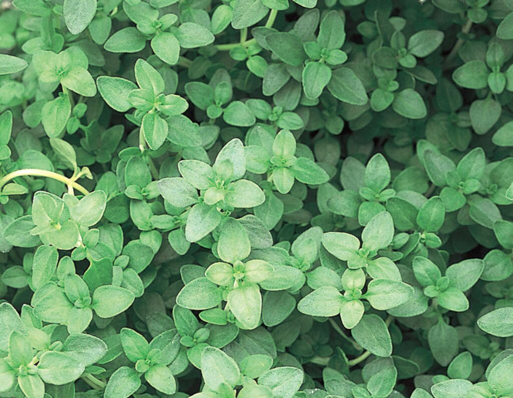 Thyme Garden