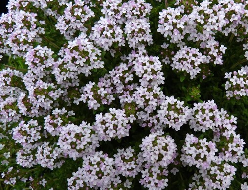 Garden Thyme flowers