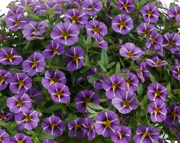 Calibrachoa Colibri™ Exotic Purple Bling