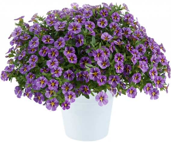 Calibrachoa Colibri™ Exotic Purple Bling