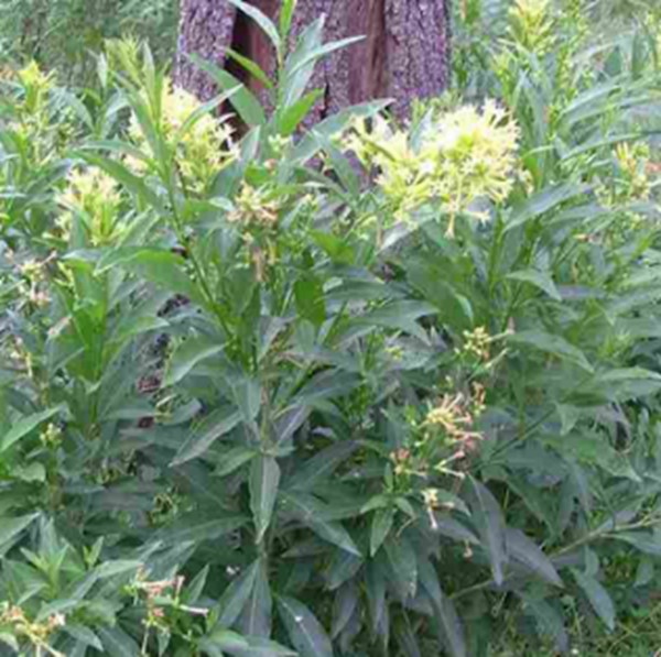 Cestrum plant