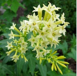Cestrum flowers