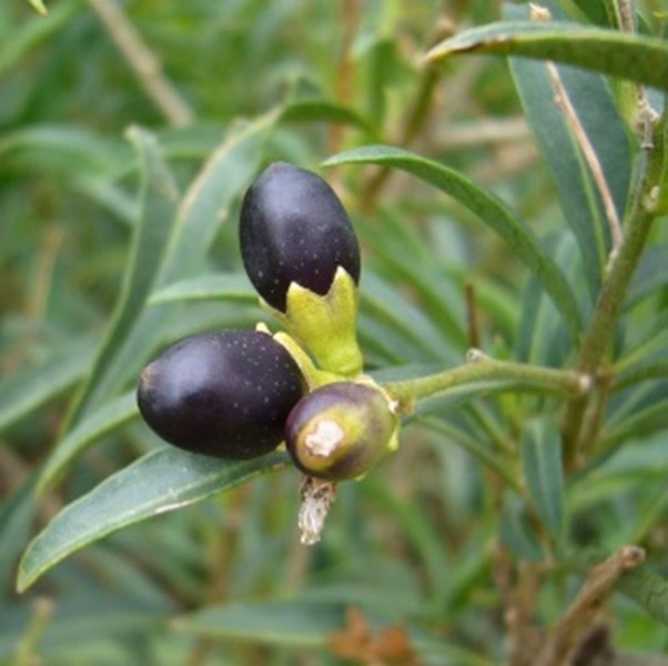 Cestrum berries