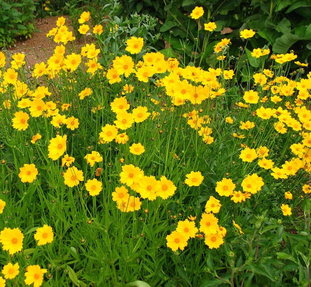 Coreopsis Lanceleaf planting