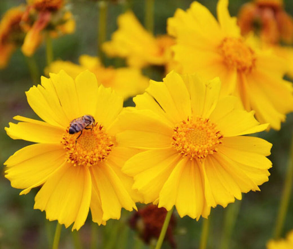 Coreopsis Lanceleaf flowers