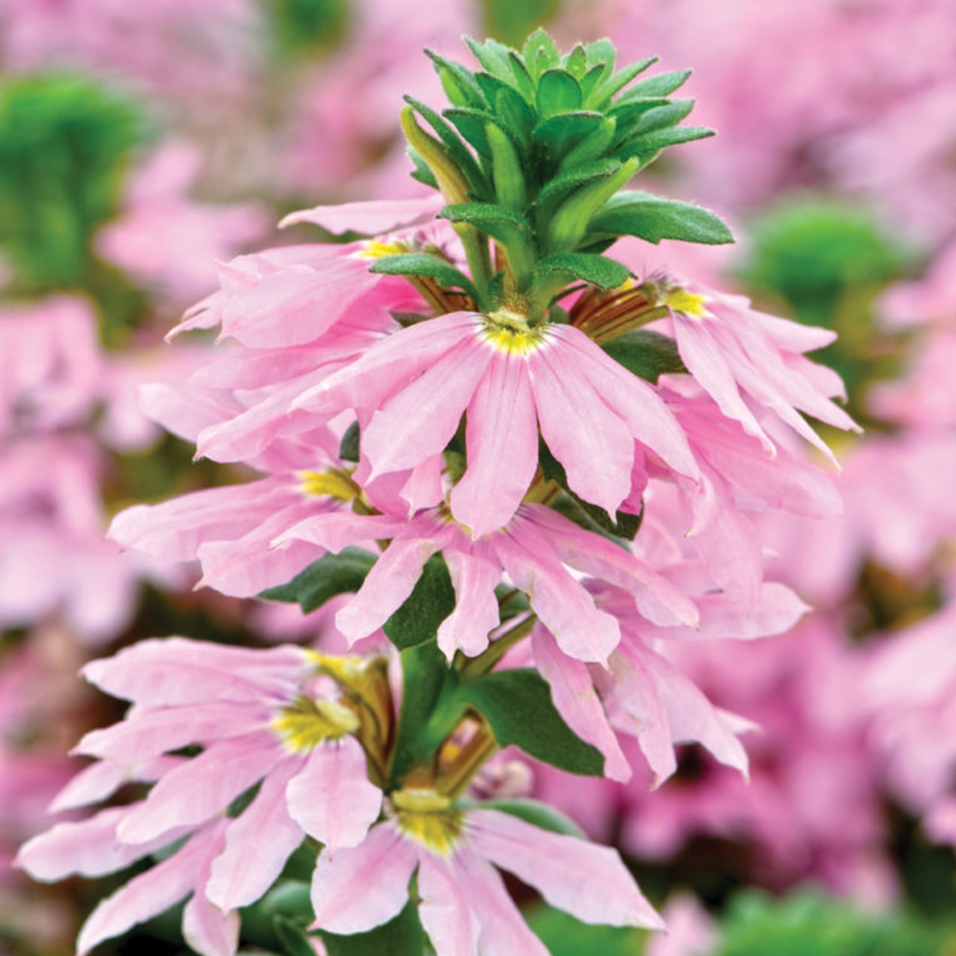 Fan Flower 'Topaz Pink'