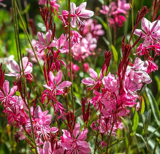 Gaura 'Siskiyou Pink'