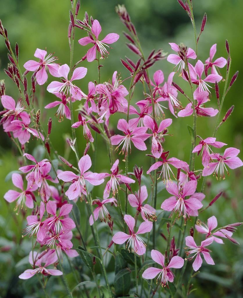 Gaura 'Siskiyou Pink'