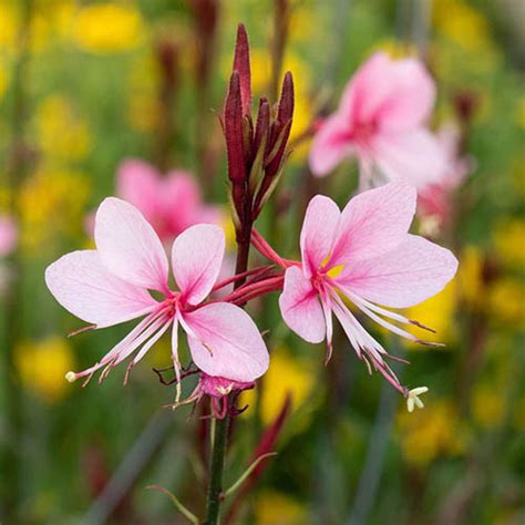 Gaura 'Siskiyou Pink' flowers close up