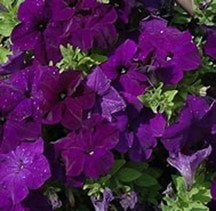 Petunia Pretty Grand™ Midnight