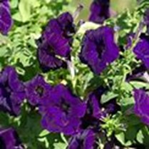 Petunia Pretty Grand™ Midnight plant