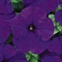 Petunia Pretty Grand™ Midnight flower close up
