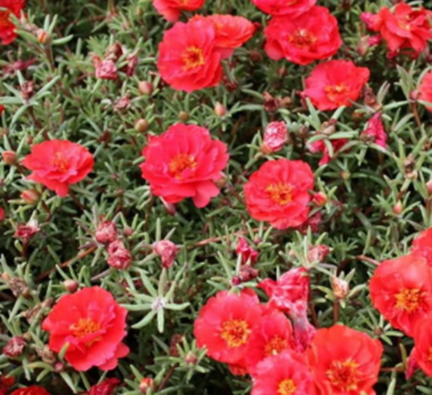 Portulaca Happy Hour™ Deep Red