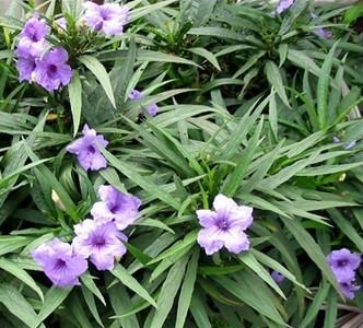 Ruellia ‘Katie’ Blue group planting
