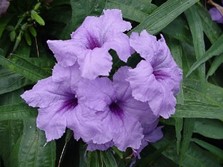 Ruellia ‘Katie’ Blue