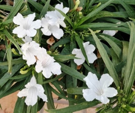 Ruellia ‘Katie’ White