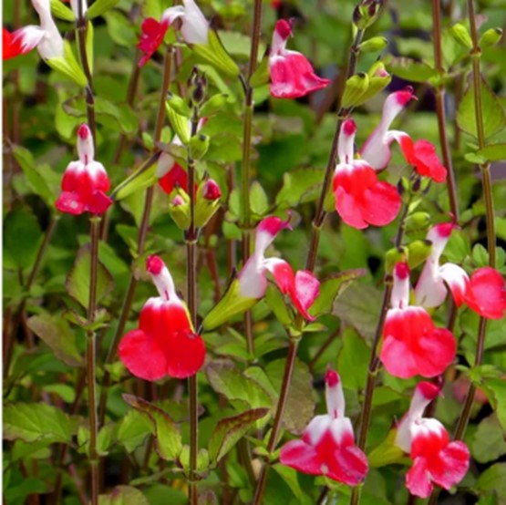 Salvia ‘Hot Lips’ flowers
