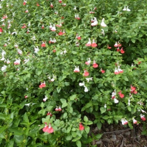 Salvia ‘Hot Lips’ mass planting