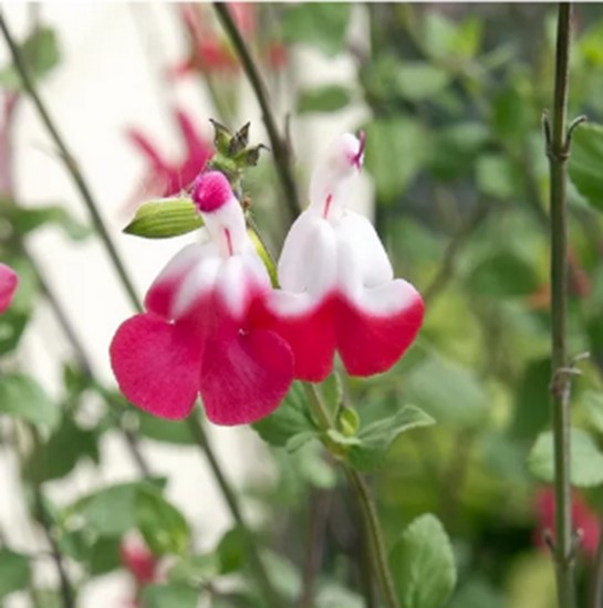 Salvia ‘Hot Lips’ flowers close up