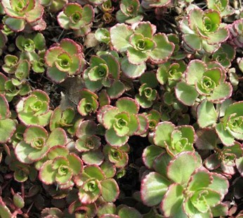 Sedum ‘Red Carpet’ plant