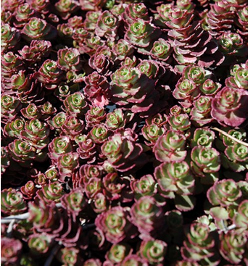 Sedum ‘Red Carpet’
